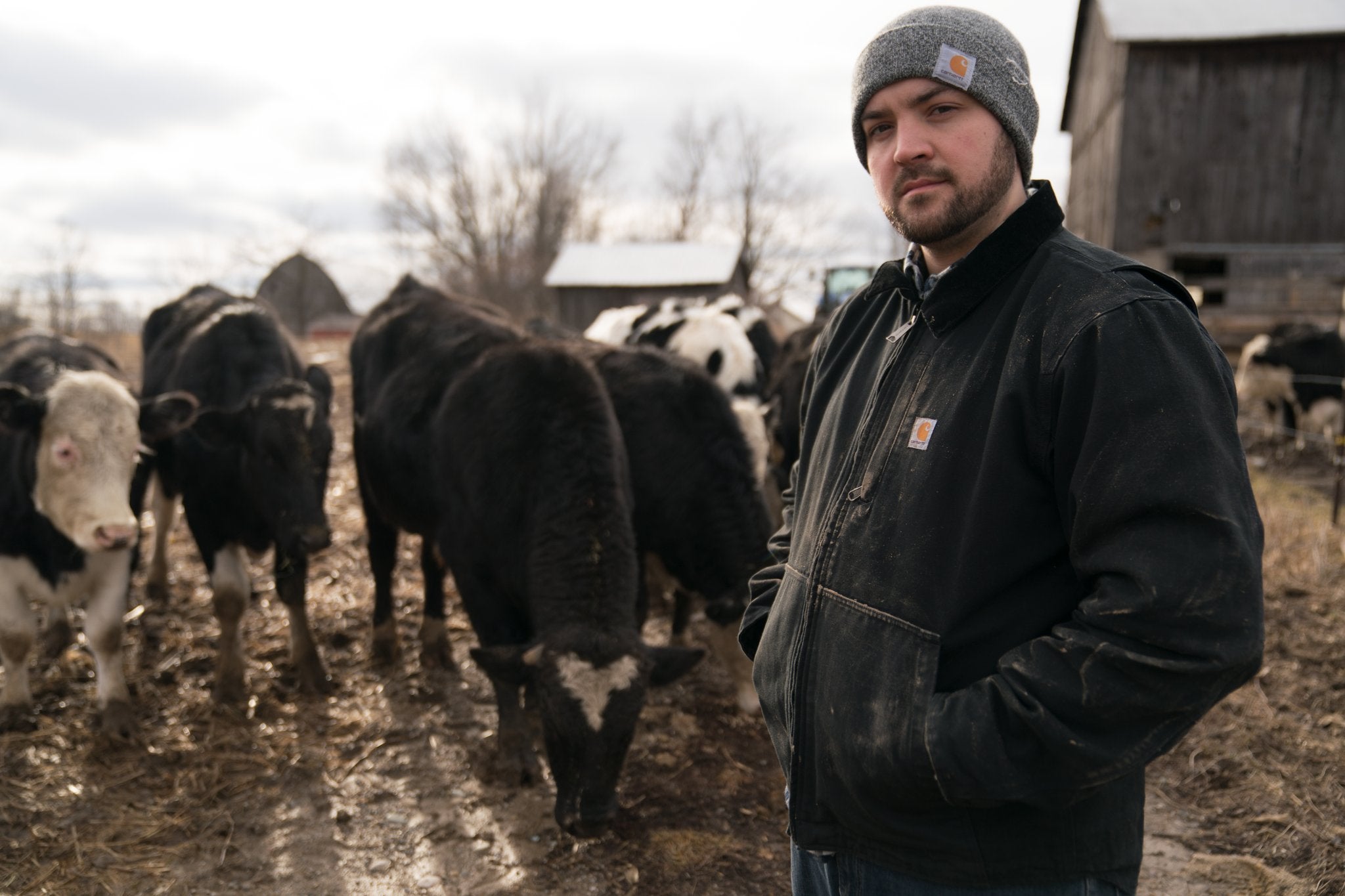 Carhartt cattle farmer in duck jacket